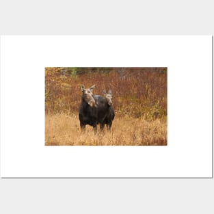 Moose - Algonquin Park, Canada Posters and Art